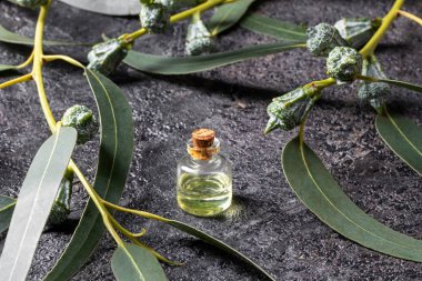 Taze okaliptüs yapraklı bir şişe gerekli yağ.