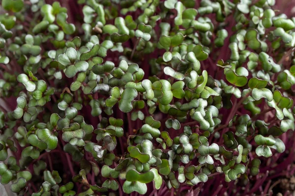 Sluitingen van vers geteelde rode kool micro-greens — Stockfoto