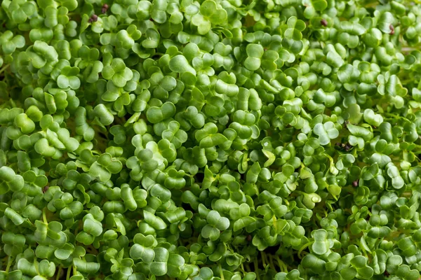 Verse jonge zelfgemaakte broccoli microgreens - bovenaanzicht — Stockfoto