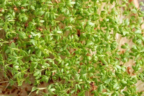 Close-up van verse tuinkers micro greens — Stockfoto