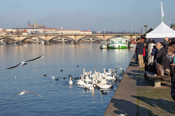 Ptáci na břehu řeky Naplavky, s Pražským hradem v zádech — Stock fotografie