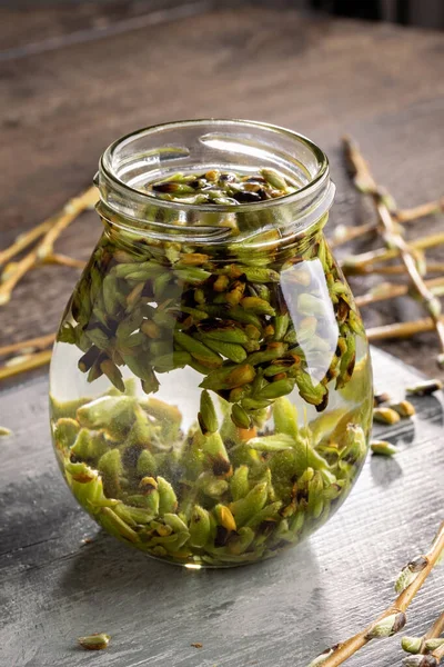 Preparation Gemmotherapeutic Tincture White Willow Buds — Stock Photo, Image