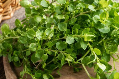 Yosun ya da Stellaria medyası - ilkbaharın başlarında toplanan vahşi bir yenilebilir bitki