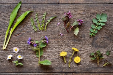 Yabani sarımsak, karahindiba, akciğer otu, yaban domuzu ve diğer şifalı bitkiler baharın başında toplanır.