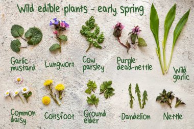 Lungwort, wild garlic, cow parsley and other medicinal herbs and wild edible plants collected in early spring, with inscriptions clipart