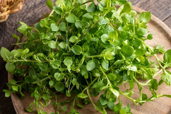Chickweed Stellaria Media Wild Edible Plant Collected Spring — Stock Photo, Image