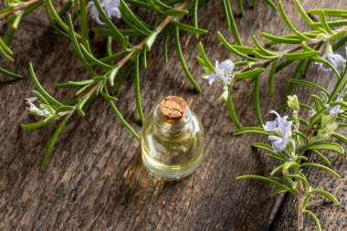 Taze biberiye dallarıyla birlikte bir şişe gerekli yağ.