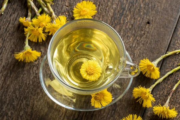 Kop Coltsfoot Med Frisk Blomstrende Tussilago Farfara Plante - Stock-foto