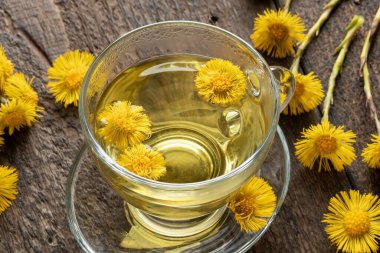 Taze coltsfoot, ya da bir fincan bitkisel çayda Tussilago farfara çiçekleri