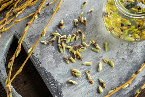 Preparación Una Tintura Gemmoterapéutica Partir Capullos Sauce —  Fotos de Stock