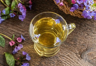 Bir bardak taze akciğer otu çayı ve taze akciğer bitkisi.