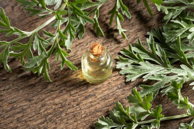 Taze Artemisia Absinthium dallı bir şişe pelin otu yağı.