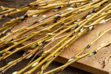 Masada tomurcukları olan beyaz söğüt dalları, yakın.