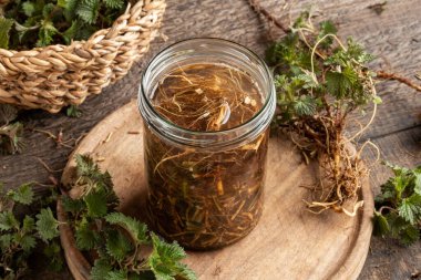 Cam kavanozdaki taze ısırgan otu kökü tentürünün hazırlanması.