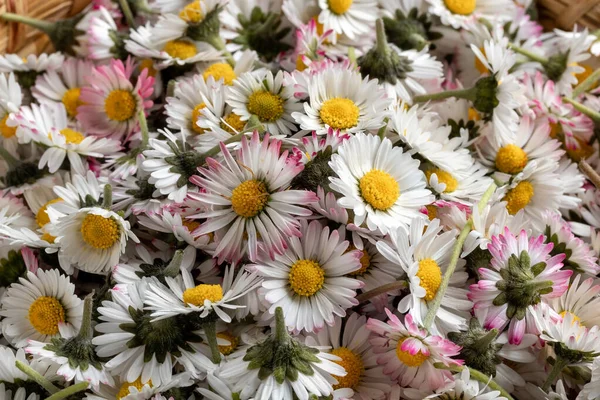 Closeup Fælles Daisy Blomster Indsamlet Foråret - Stock-foto