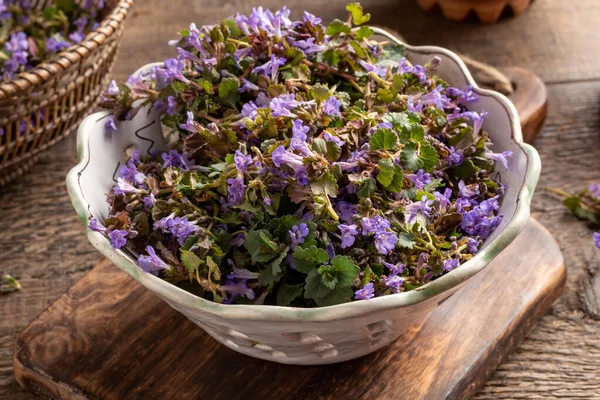 Fresh blooming ground-ivy plant in a ceramic bowl