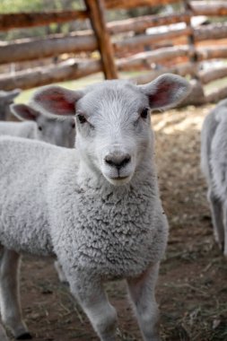 Genç koyun kameraya bakıyor.