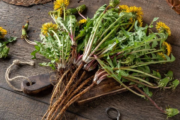 Blühende Löwenzahnpflanzen Mit Wurzeln Auf Einem Tisch — Stockfoto