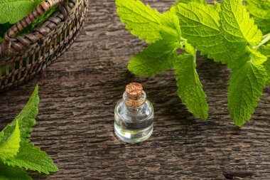 Taze Melissa yapraklı bir şişe gerekli yağ.