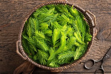 Bahar mevsiminde bitkisel şurup hazırlamak için toplanan bir sepetin içindeki genç ladin uçları.