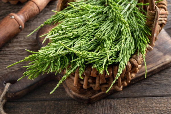 Fresh horsetail twigs in a basket on a table