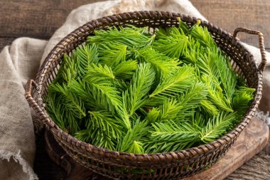 Genç ladin, bitkisel şurup hazırlamak için sepetin içinde toplanır.