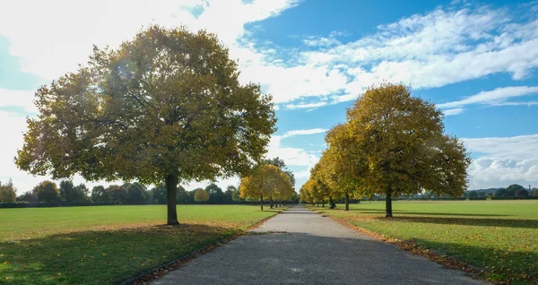영국에서에 섹스 공원에서 나무의가도 — 스톡 사진