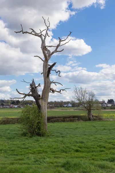 Toter Baum steht noch auf Ackerland — Stockfoto