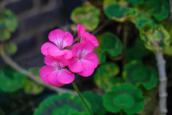 Perto de um gerânio rosa — Fotografia de Stock