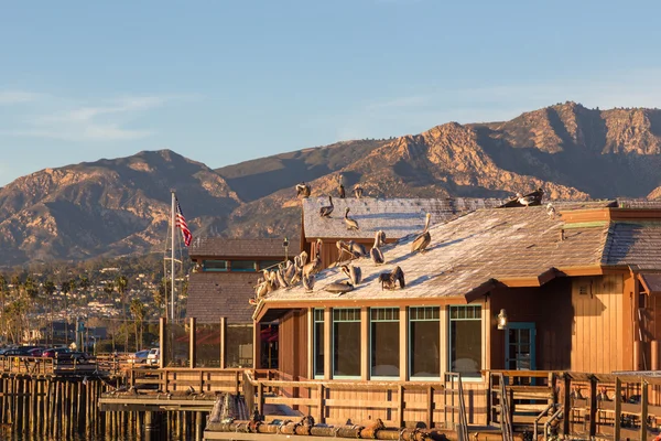 Pelicans sul tetto a Sterns Wharf a Santa Barbara, Californi — Foto Stock