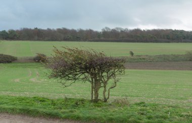 South Downs, Sussex küçük ağaç hakkında üflenir