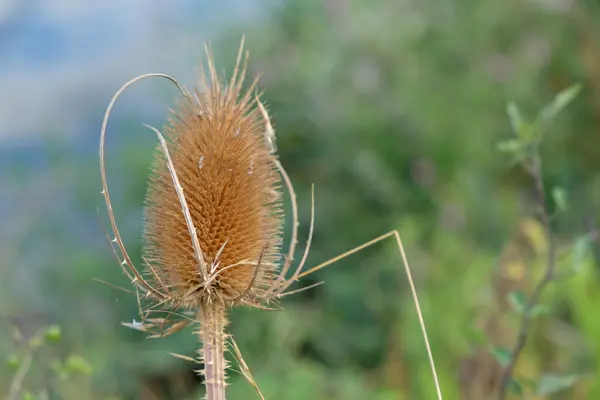 Sonbahar teasel çiçek tüm kurudu