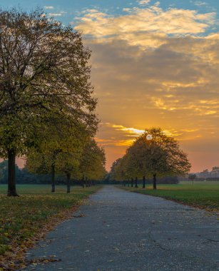 Altın ağaçlar yolun astar ile sonbahar günbatımı