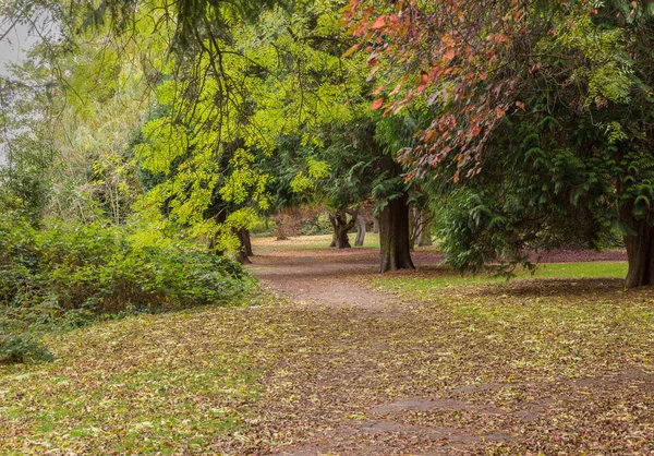 Arbres d'automne faisant une verrière sur un chemin parsemé de feuilles — Photo