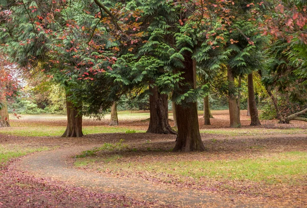 Осінні дерева роблять навіс на листяній стежці — стокове фото