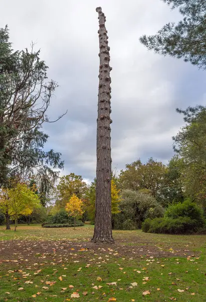 Alto tronco de árbol sin ramas en un entorno otoñal — Foto de Stock