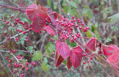 Sonbahar kırmızı meyveler ve yaprakları