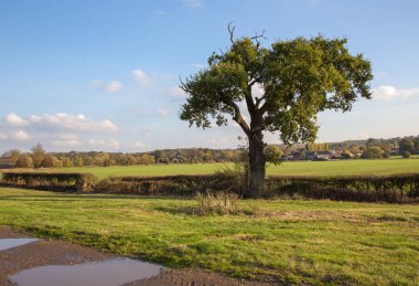 Essex kırsal bir yolda tek sonbahar ağaç