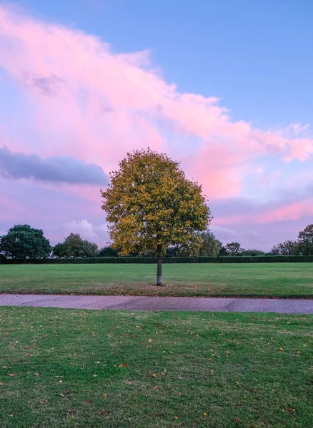 Autum boom in het park — Stockfoto