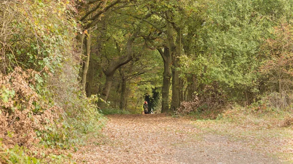 Glimpse of a dog walker in the forest on an Autumn morning — Stock Photo, Image