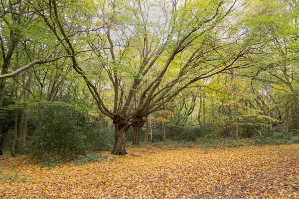 Beautiful splayed tree in the forest in autumn — Stock Photo, Image