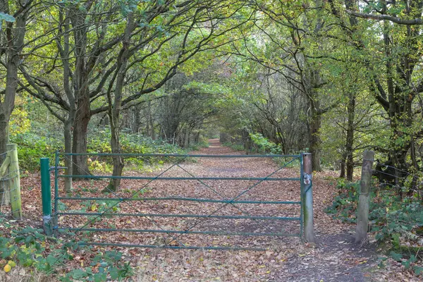 Großes Tor, das im Herbst zu einem Waldspaziergang führt — Stockfoto