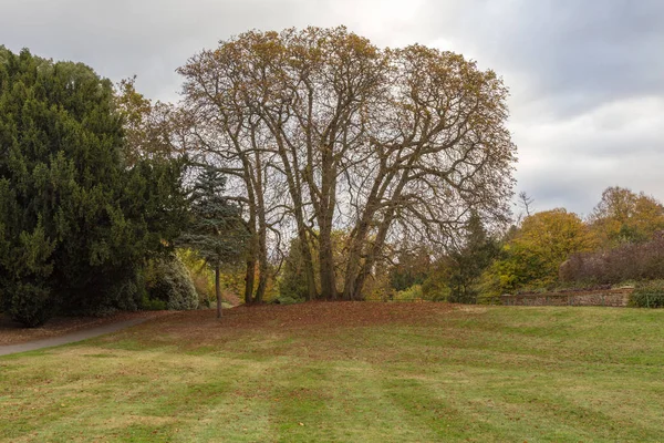 Gran árbol de otoño desnudo con hierba en primer plano — Foto de Stock