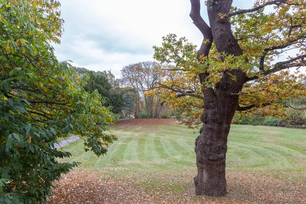Grandes árboles en el parque en otoño — Foto de Stock