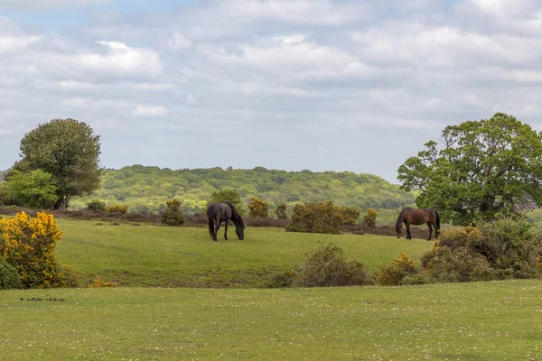 New Forest wild ponies grazing on grassland — Stock Photo, Image