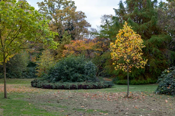 Árboles y arbustos de otoño en un jardín — Foto de Stock