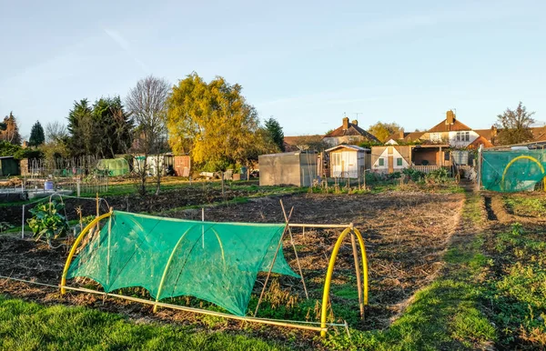Allotments, shows a plot and lot so of sheds. — Stock Photo, Image