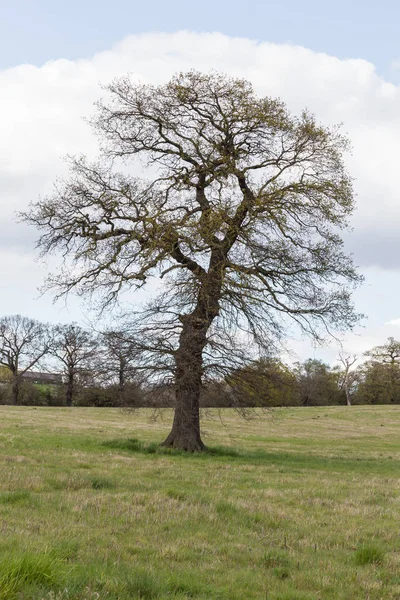봄에 있는 Essex 시골에서 큰 나무. — 스톡 사진