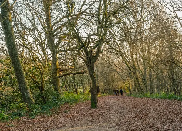 Familienspaziergang im Wald an einem strahlenden Wintertag. — Stockfoto