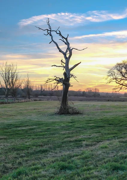 Dode boom in winer zonsondergang op het platteland. — Stockfoto